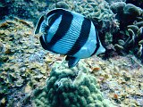 Curacao 04-12 340